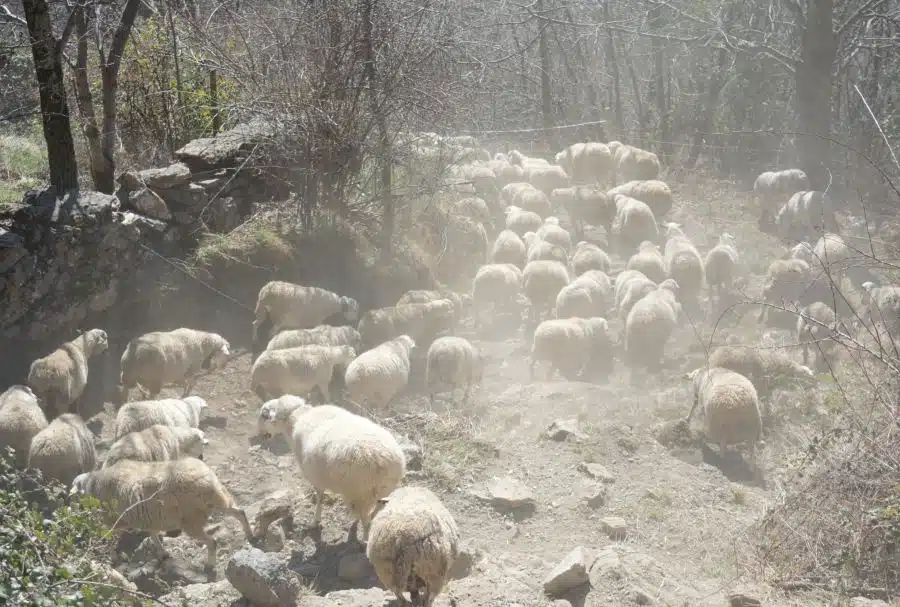 Camins de pastor