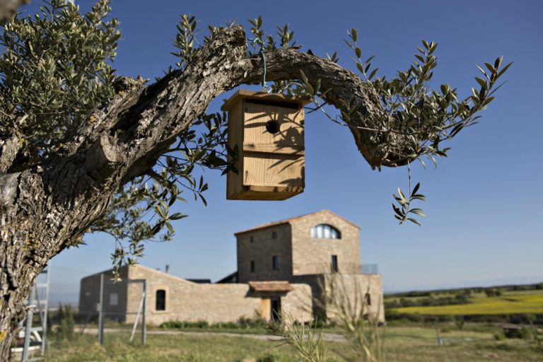 Caseta d'ocells i al fons La Torre del Codina