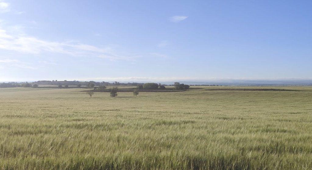 camps de cereals al maig - Lleida rural