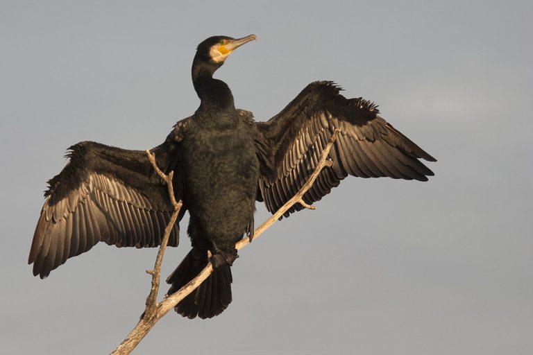 cormorà gran