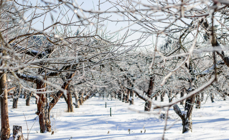 Febrero en Lleida Rural: invierno, tradiciones y escapadas para vivir el territorio con calma