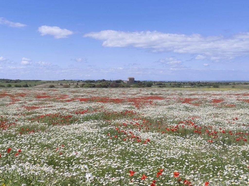 camps florits - Lleida rural - La Torre del Codina