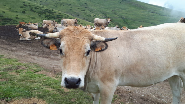 Vaca mirant la camera. Foto: @guitacm