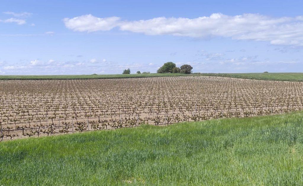 Vinyes a la pla de lleida - Lleida rural